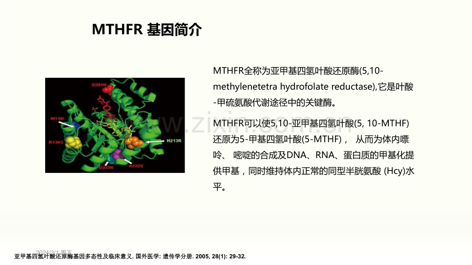 MTHFR基因检测与叶酸代谢(产科方向)ppt课件.ppt_第3页