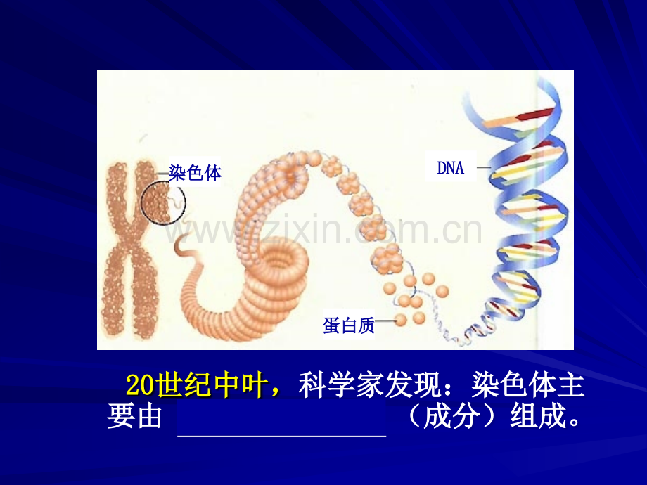 DNA是主要的遗传物质公开PPT课件.ppt_第3页