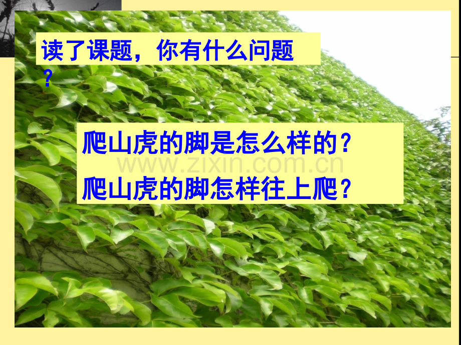 6.《爬山虎的脚》ppt课件.ppt_第3页