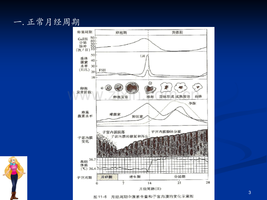 妊娠期激素PPT课件.pptx_第3页