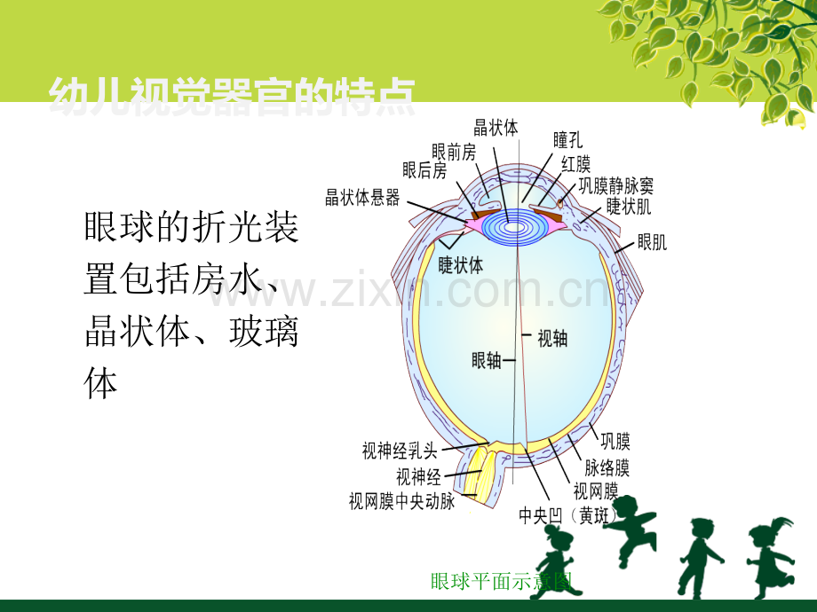 幼儿感觉器官的特点与卫生保健.pptx_第3页