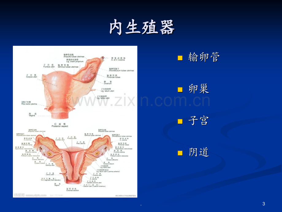 妇科炎症健康教育PPT课件.ppt_第3页