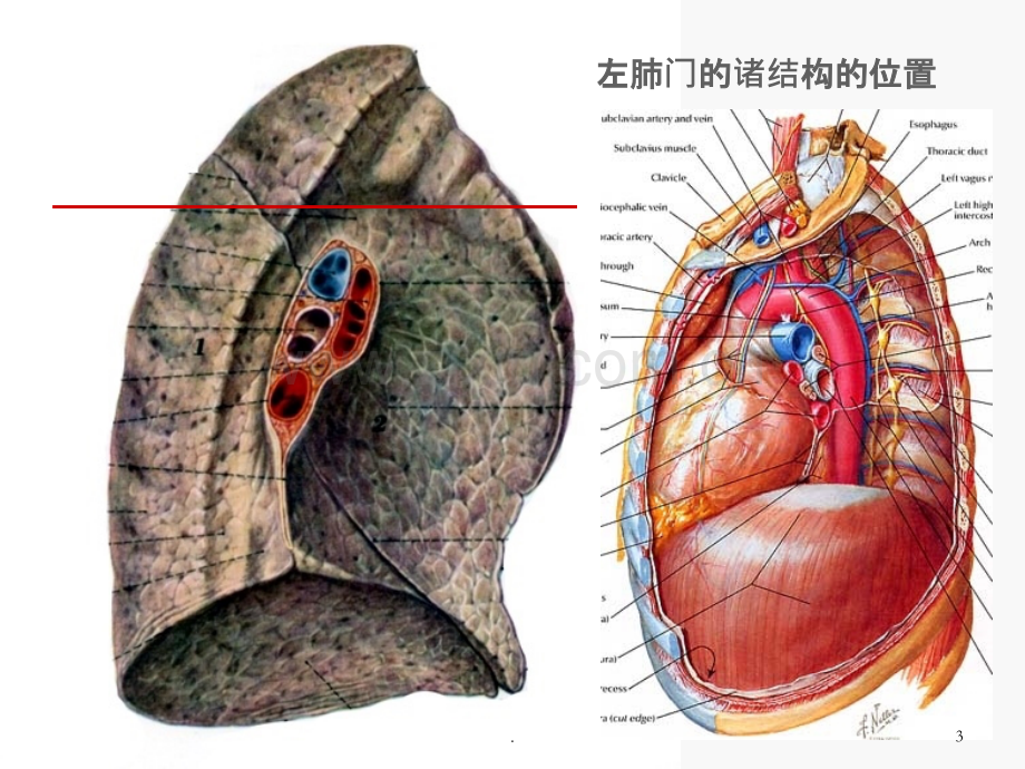 肺门和肺段断层解剖及CT(2015).ppt_第3页