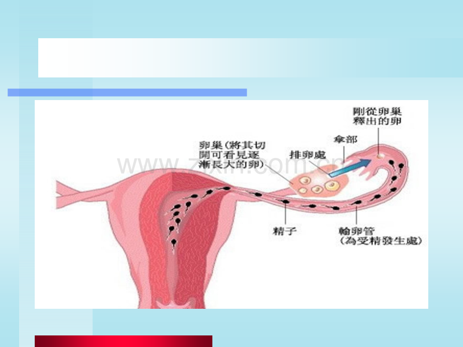 妇产科学——不孕症ppt课件.ppt_第3页