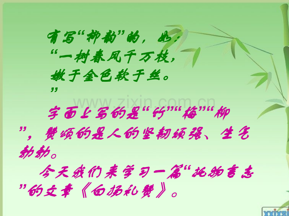 白杨礼赞优秀PPT.ppt_第2页