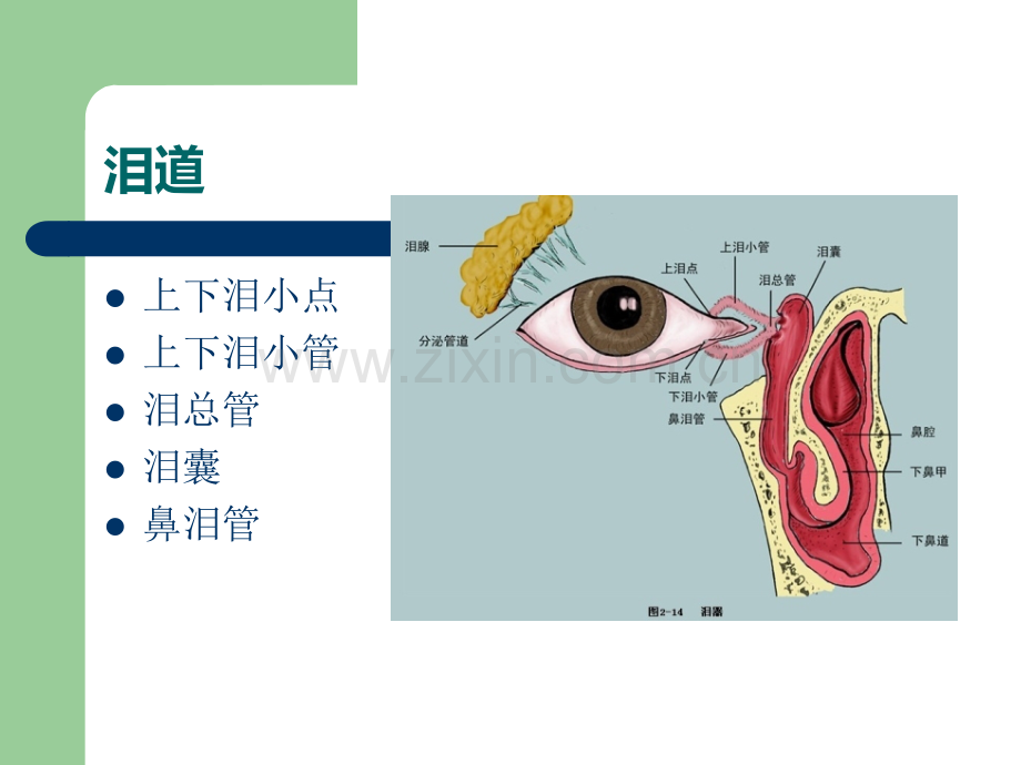 鼻内镜鼻腔泪囊吻合术ppt课件.ppt_第2页