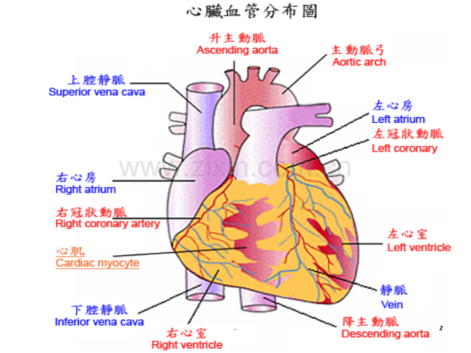 心肌梗死护理查房PPT课件.ppt_第2页