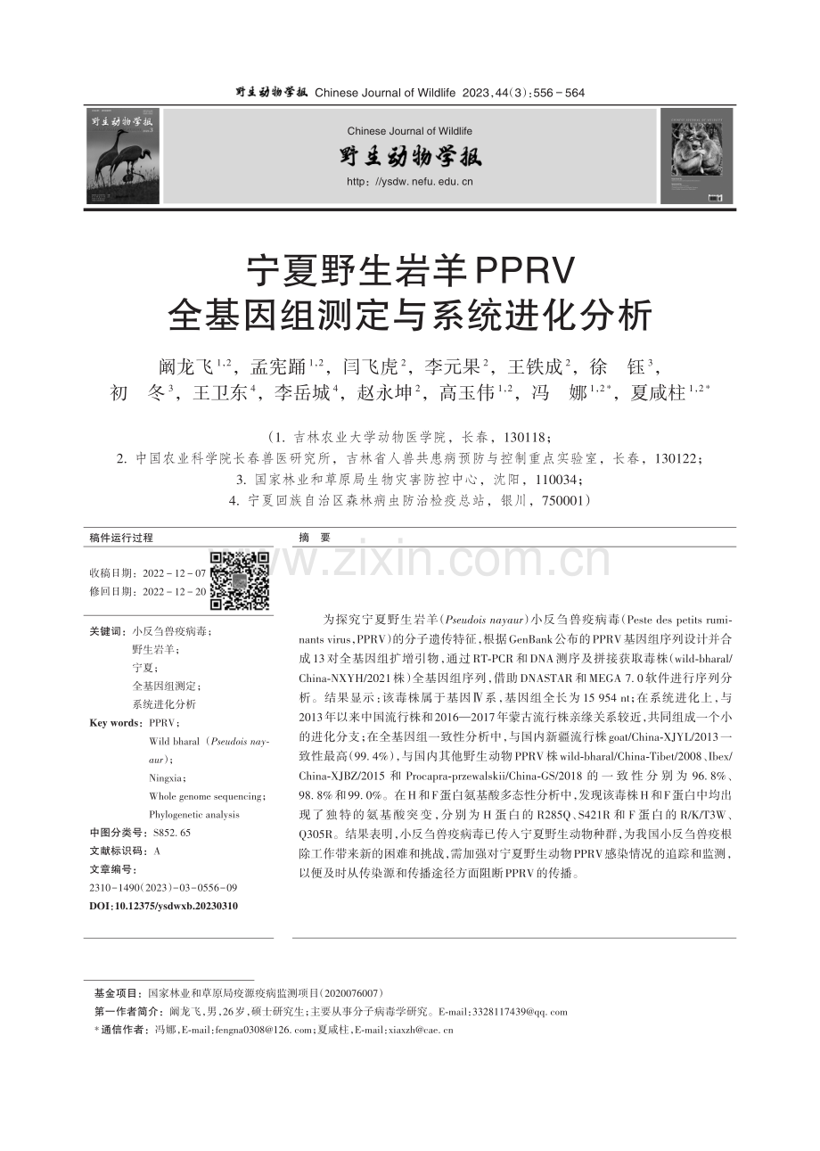 宁夏野生岩羊PPRV全基因组测定与系统进化分析.pdf_第1页