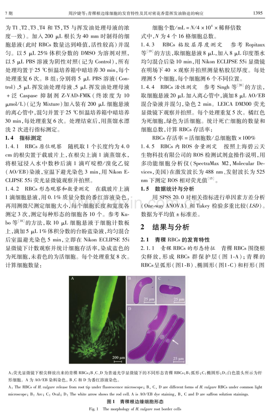 青稞根边缘细胞的发育特性及其对密花香薷挥发油胁迫的响应.pdf_第3页