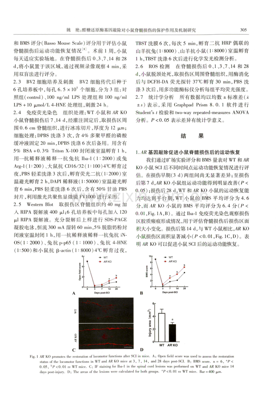 醛糖还原酶基因敲除对小鼠脊髓损伤的保护作用及机制研究.pdf_第3页