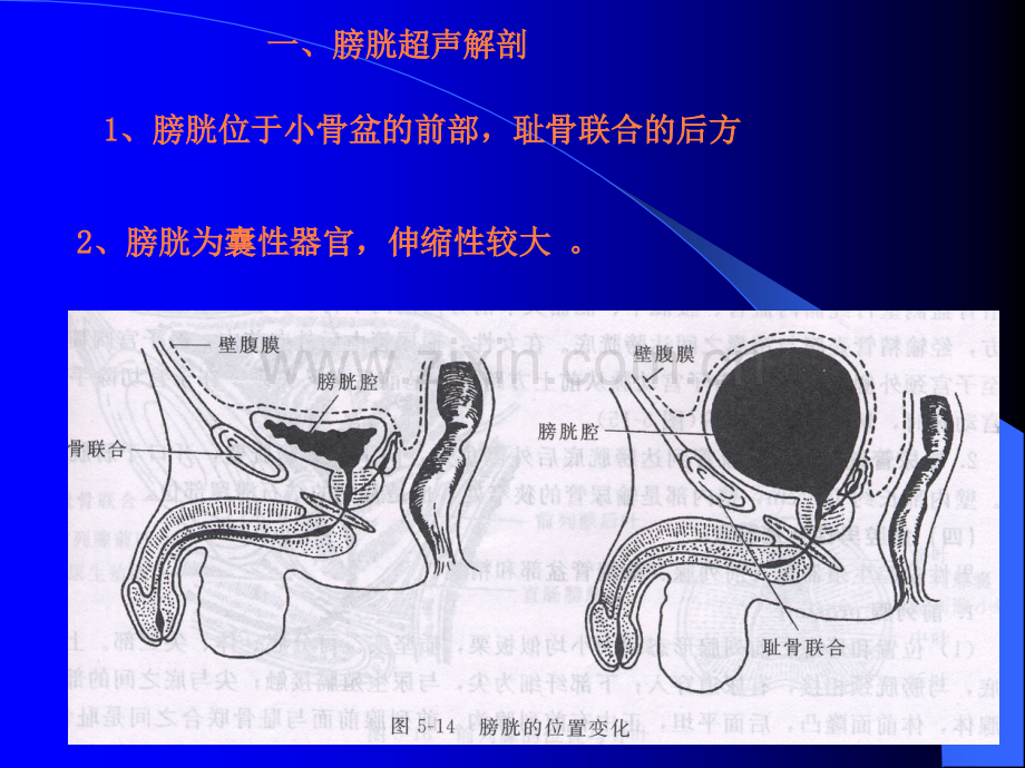 膀胱前列腺ppt课件.ppt_第2页