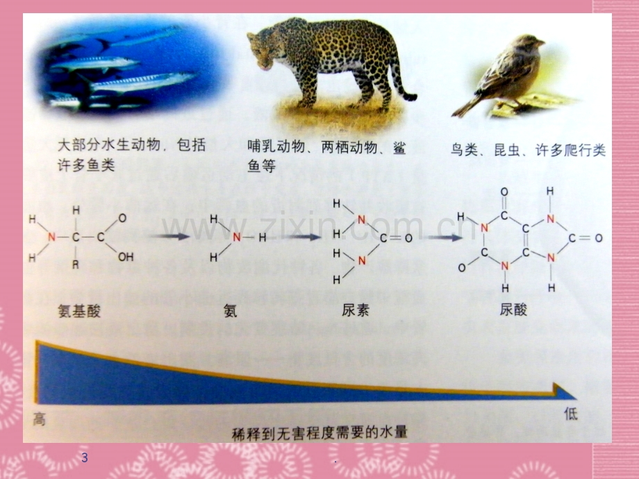 《人体内废物的排出》优质课件PPT.ppt_第3页