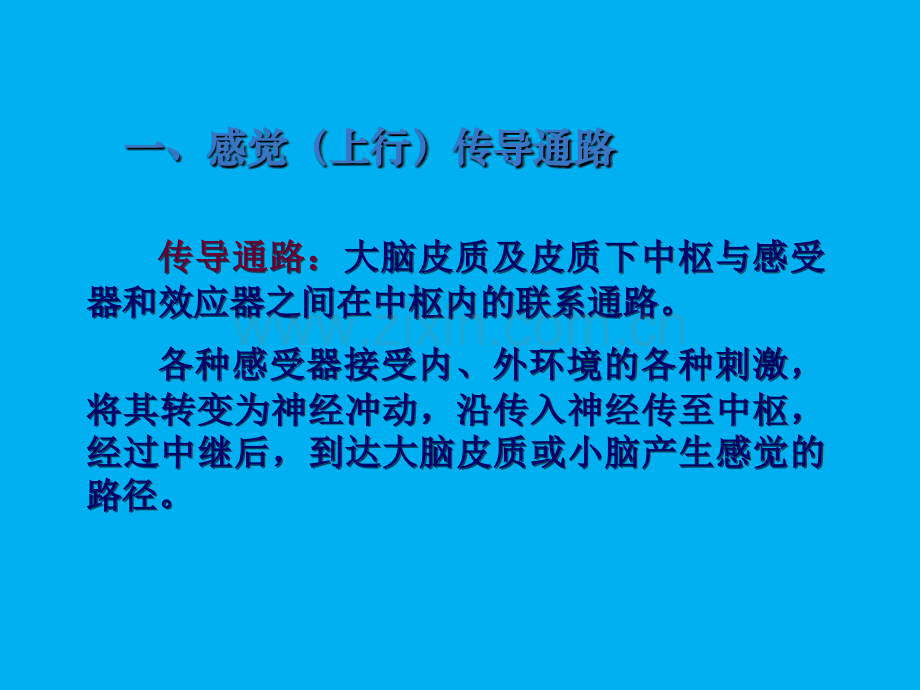 肢体的感觉传导通路ppt课件.ppt_第2页