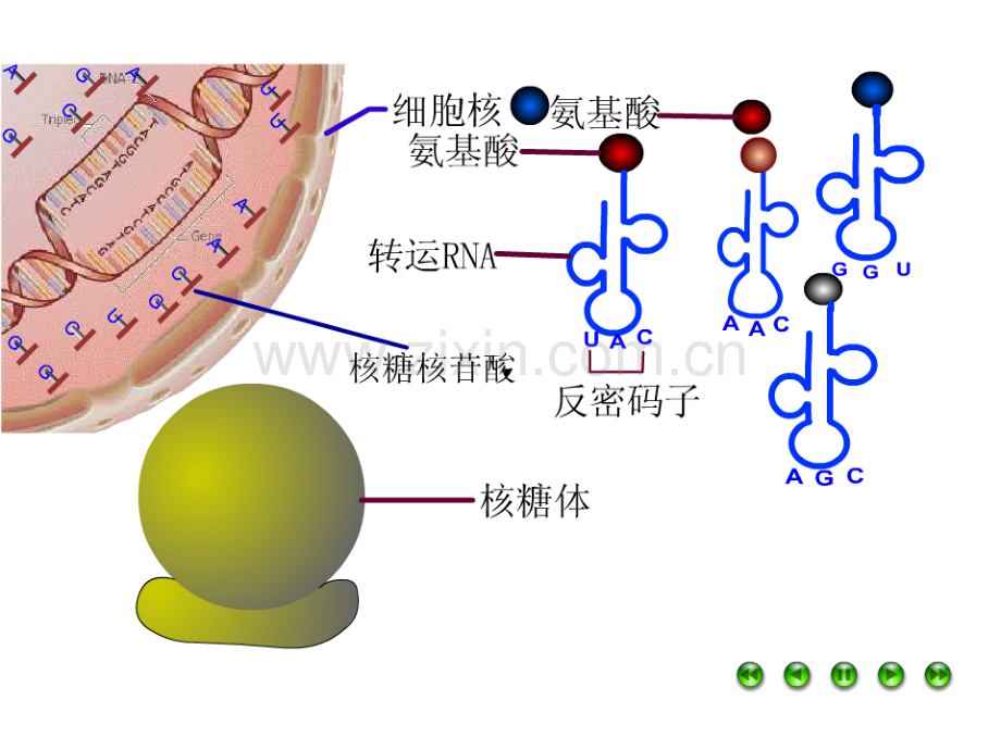 基因对性状的控制PPT课件.ppt_第2页