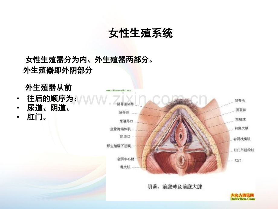 产妇基础护理.ppt_第2页