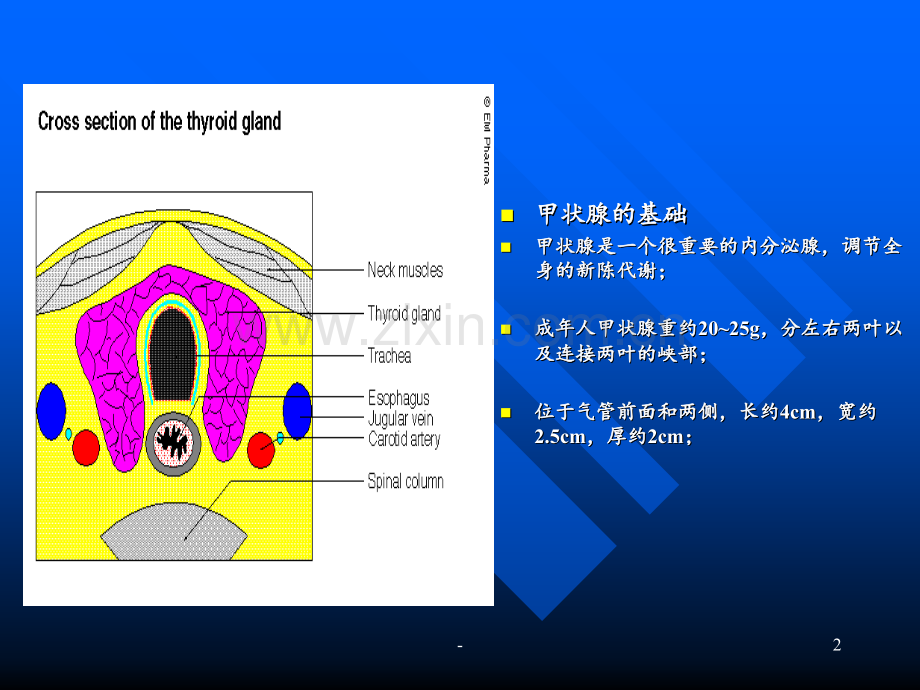 Graves病诊治新思路huangPPT课件.ppt_第2页