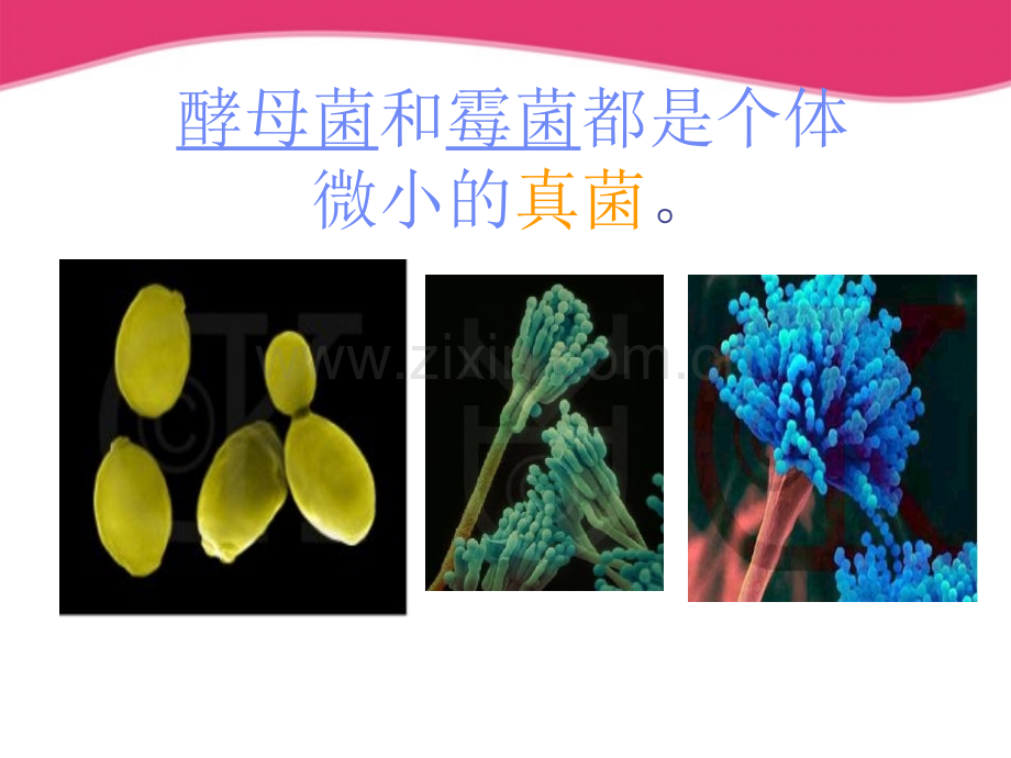 八级生物上册真菌的控制和利用冀教版PPT课件.ppt_第3页