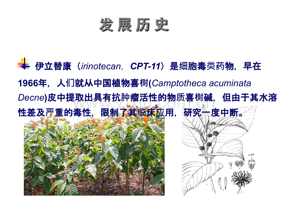 艾力注射用盐酸伊立替康ppt课件.ppt_第3页