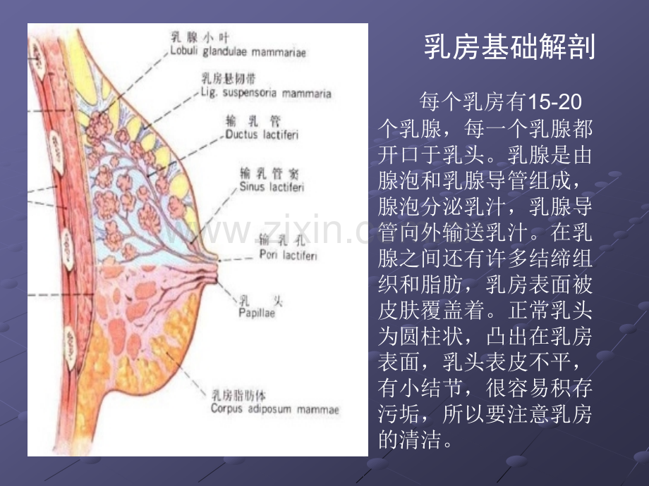 孕期乳房保健..ppt_第3页