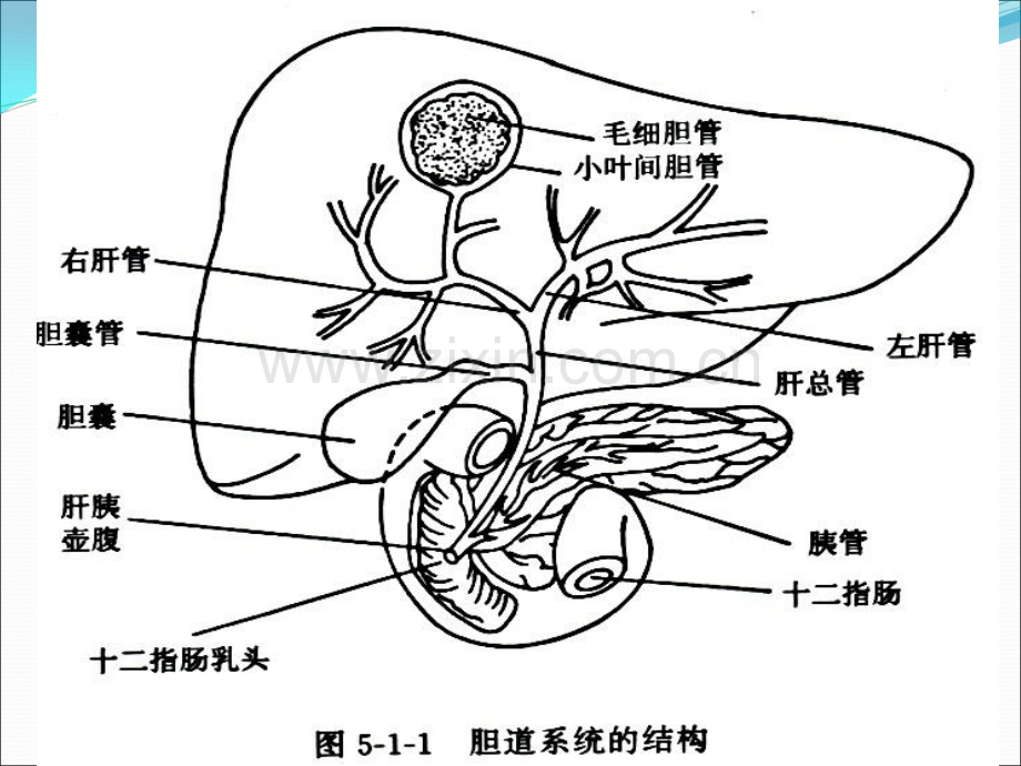 胆囊超声ppt课件.ppt_第3页