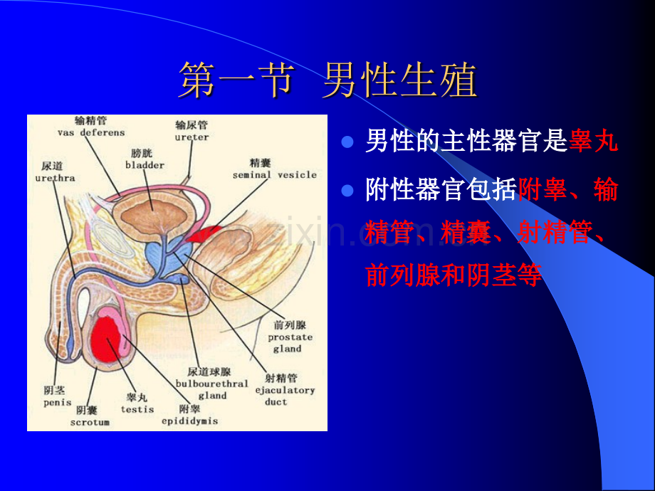 第十二章-生殖ppt课件.ppt_第3页