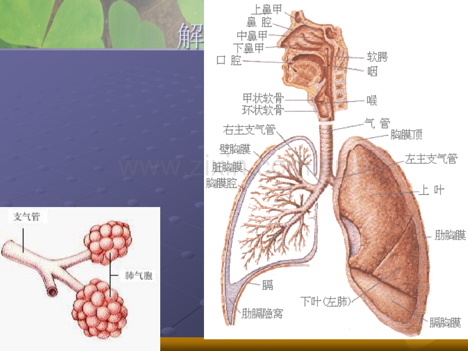 肺炎患儿护理ppt课件.ppt_第3页