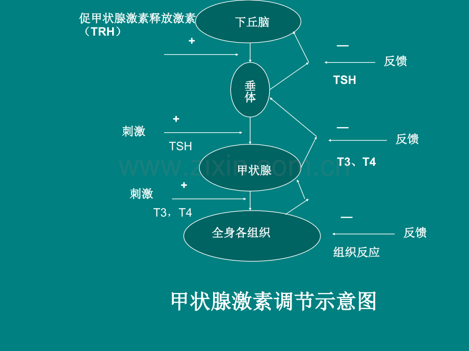 发光检查项目与疾病介绍ppt课件.ppt_第3页