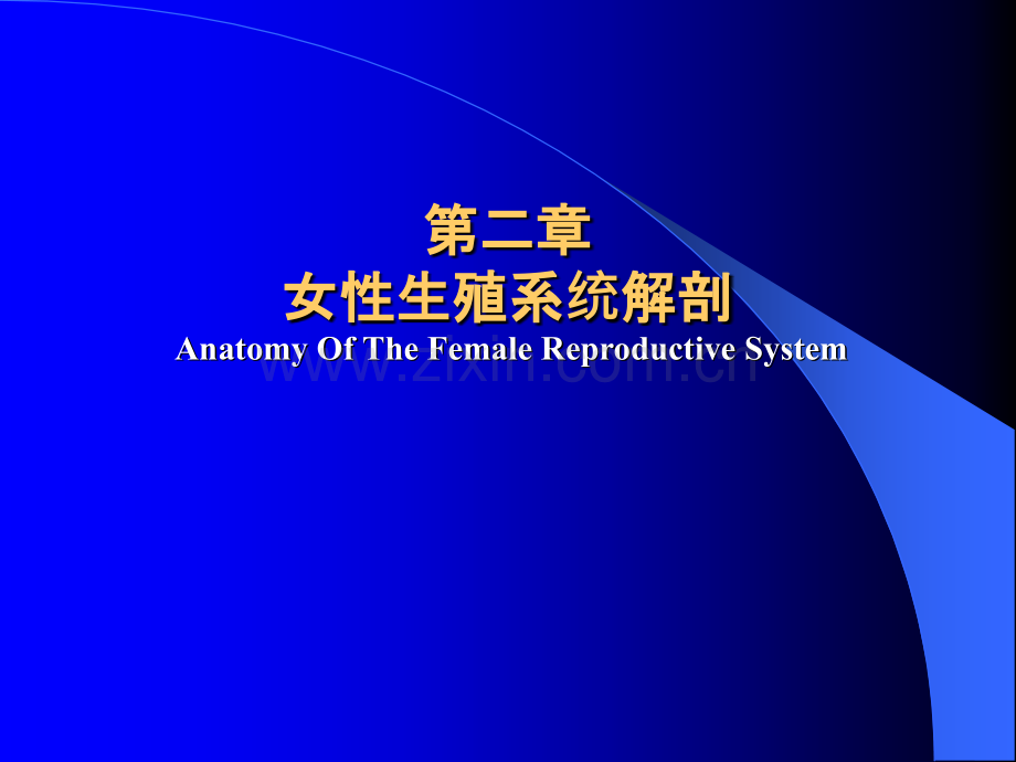 妇产科学——女性生殖系统解剖ppt课件.ppt_第1页