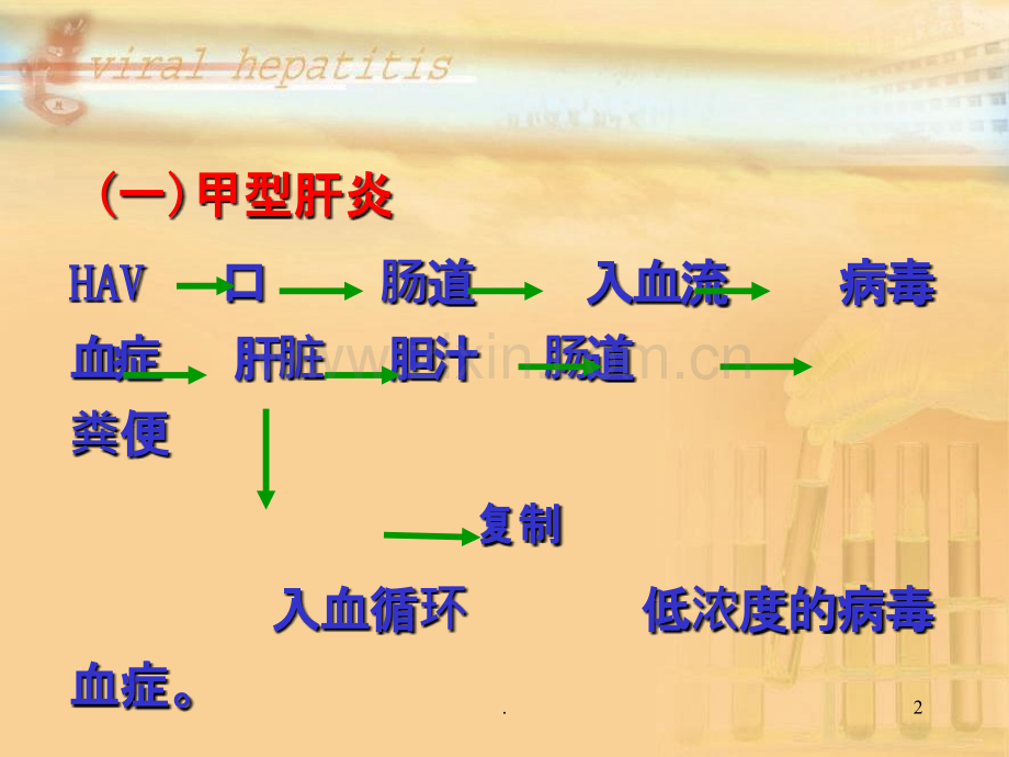 病毒性肝炎第三部分PPT课件.ppt_第2页