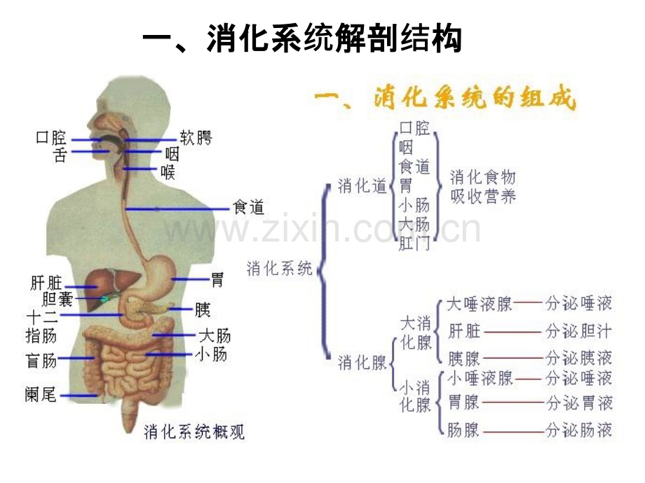 电子消化内镜临床应用ppt课件.ppt_第2页