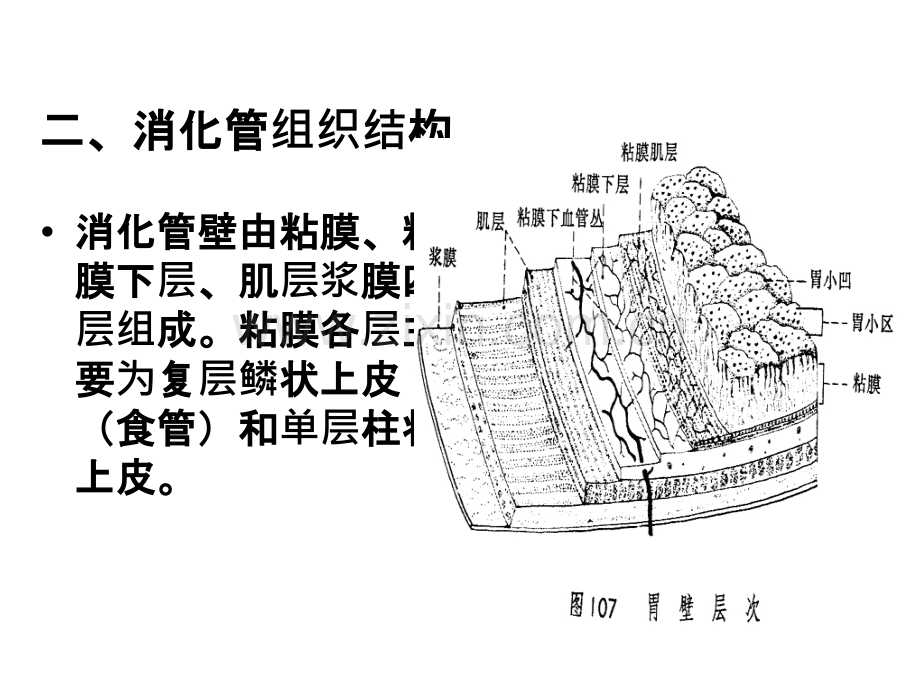 电子消化内镜临床应用ppt课件.ppt_第3页