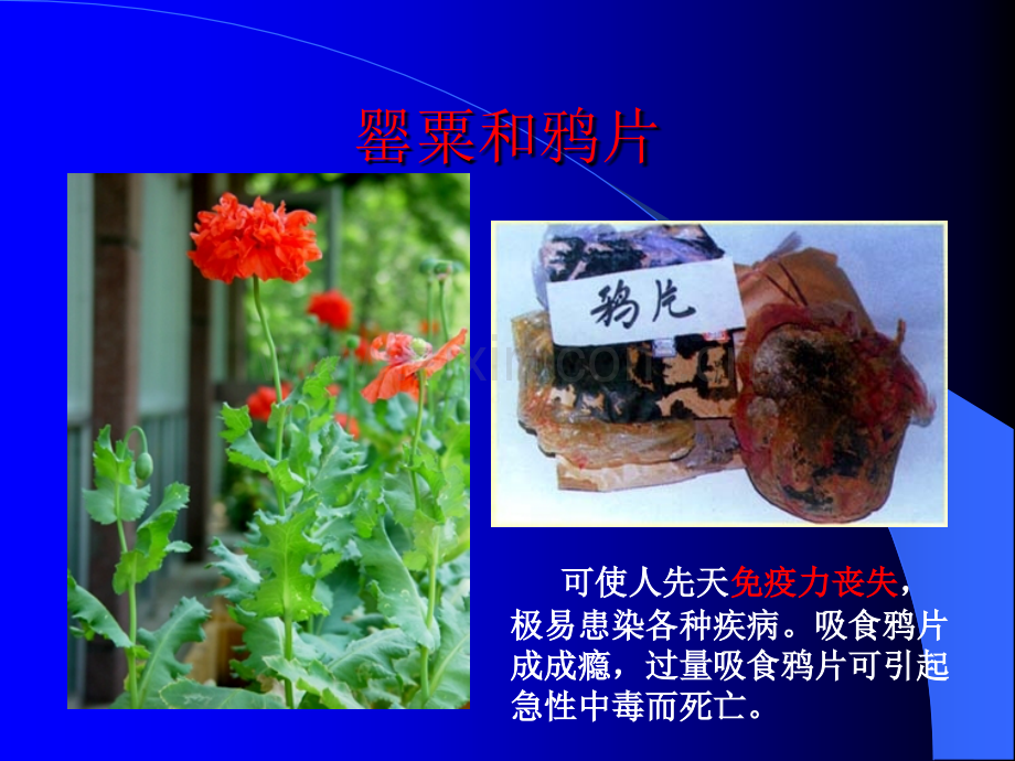 《珍爱生命-远离毒品》PPT.ppt_第3页