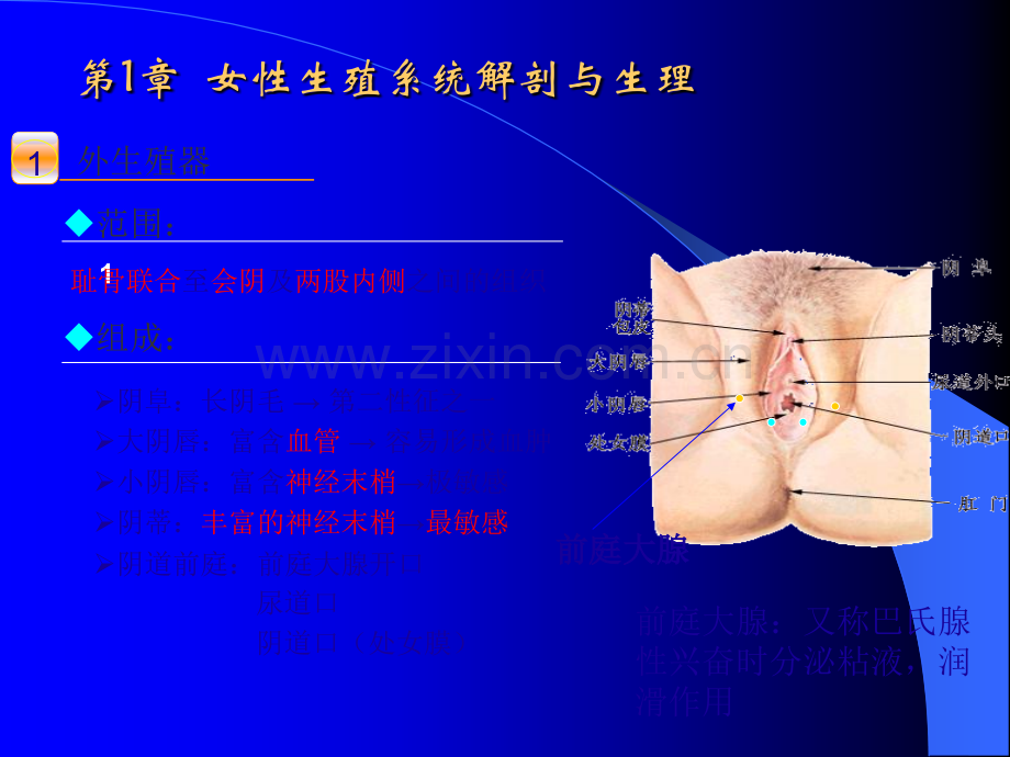 护师培训妇产科护理ppt课件.pptx_第3页