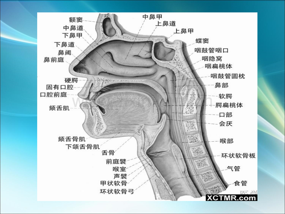 耳鼻喉常见病ppt课件.ppt_第3页