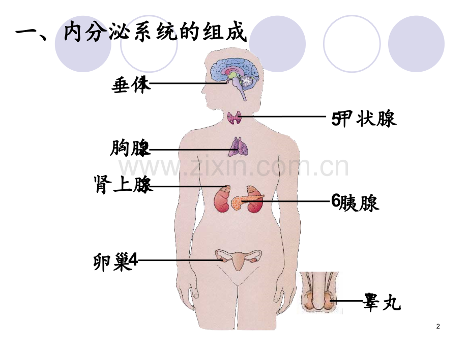 《人体生命活动的调节》复习PPT课件.ppt_第2页