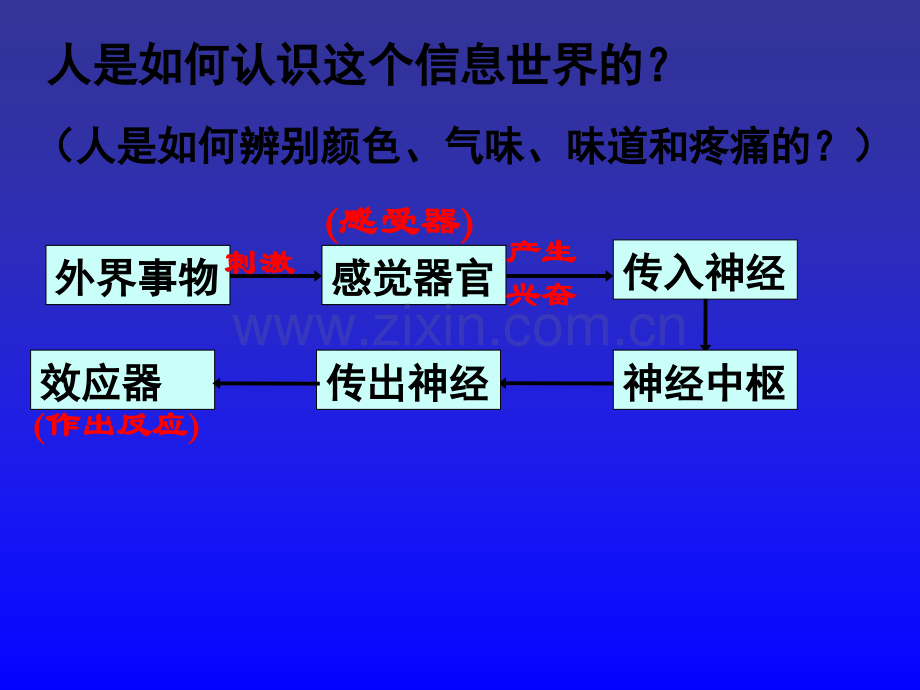 对环境的察觉复习课件ppt课件.ppt_第2页