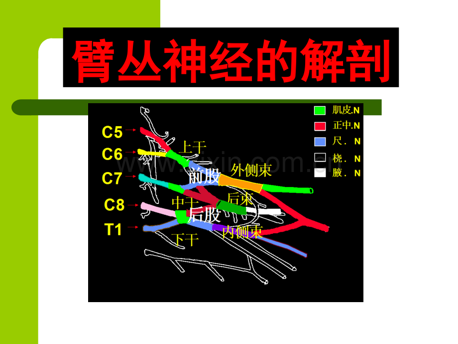 臂丛神经解剖.ppt_第2页