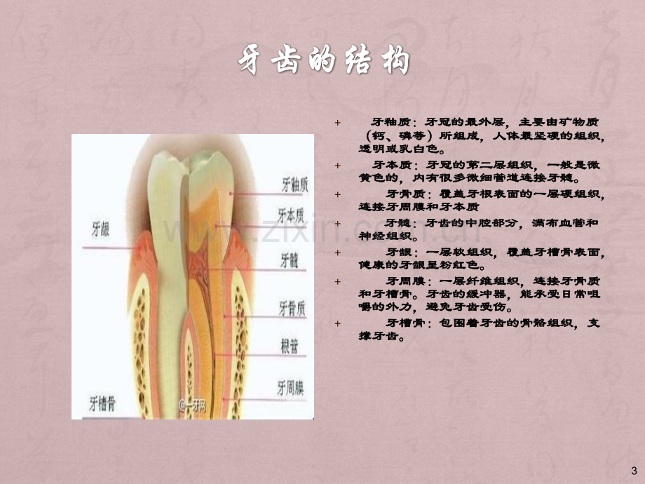 幼儿口腔保健-PPT课件.ppt_第3页