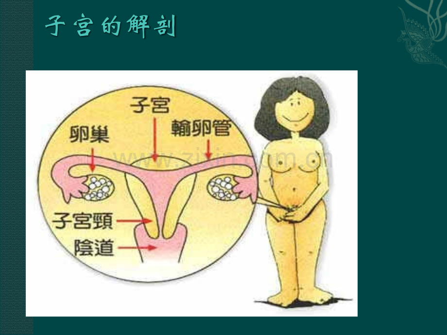 腹腔镜下子宫全切的术中配合及护理.ppt_第2页