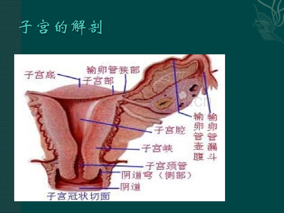 腹腔镜下子宫全切的术中配合及护理.ppt_第3页