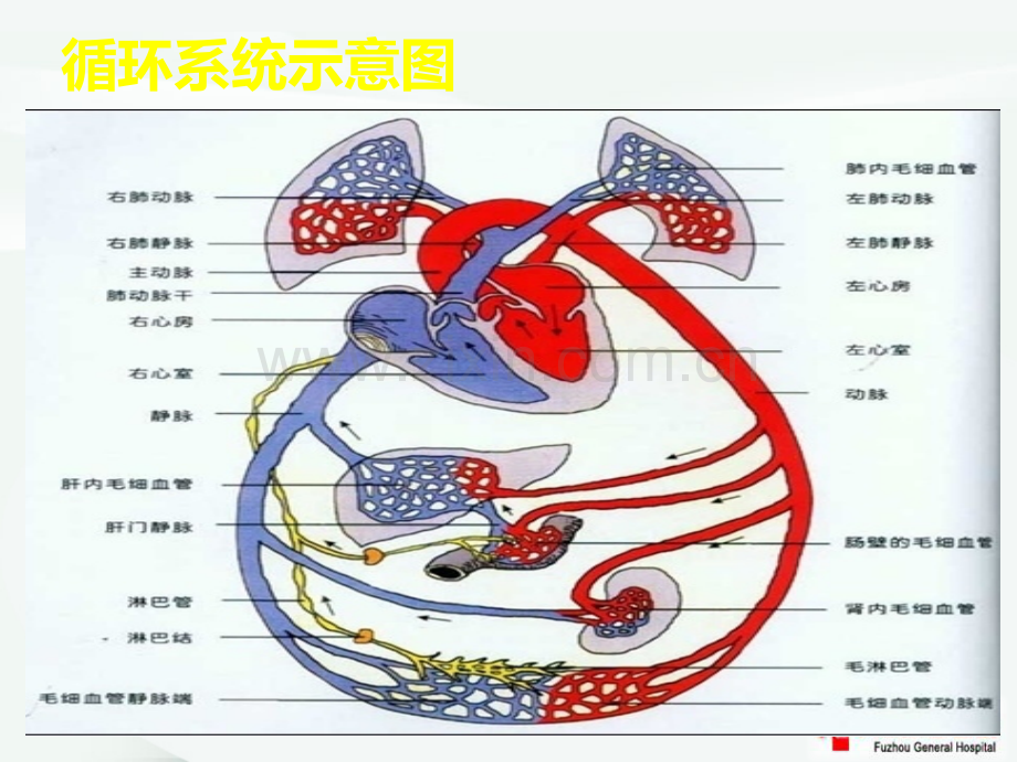 版重症心力衰竭的药物治疗ppt课件.pptx_第2页