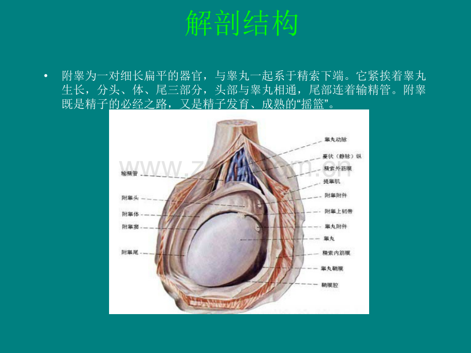 附睾炎的治疗与护ppt课件.ppt_第1页