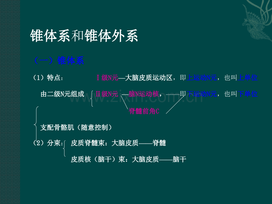 中枢神经的传导通路运动ppt课件.pptx_第2页