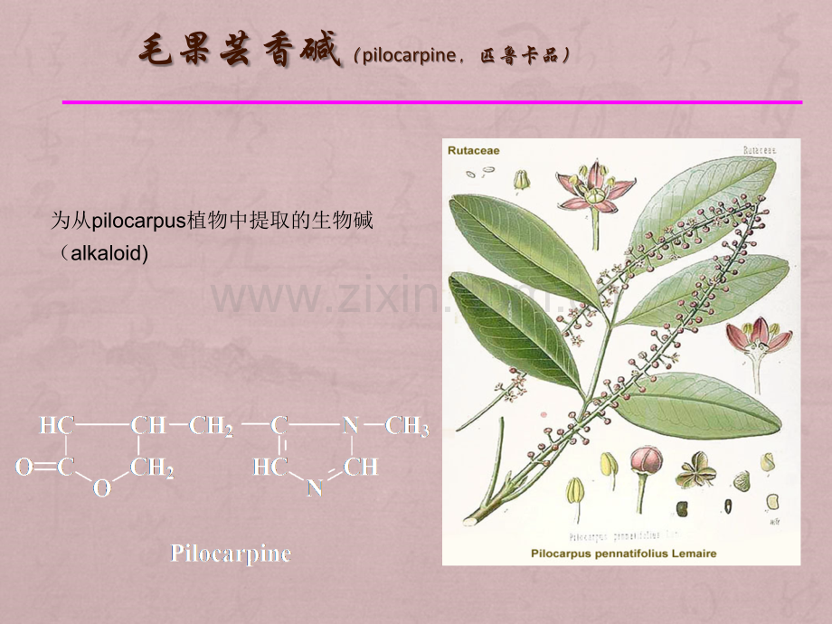 M胆碱受体激动药.ppt_第2页