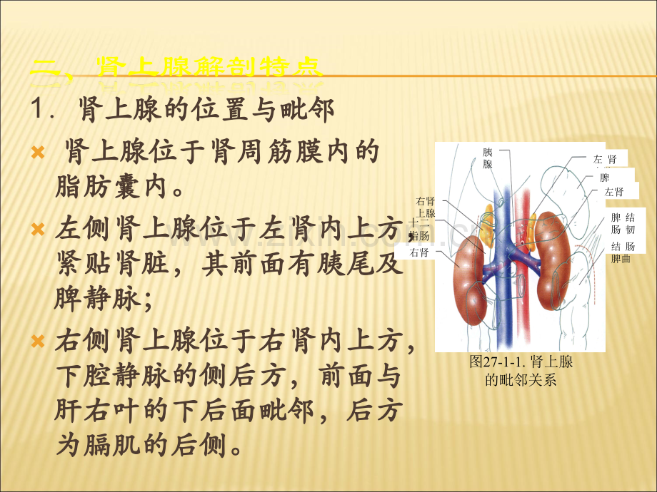 腹腔镜肾上腺切除术.ppt_第3页