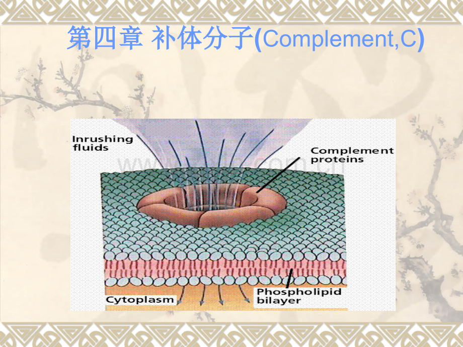 补体分子ppt课件.ppt_第1页