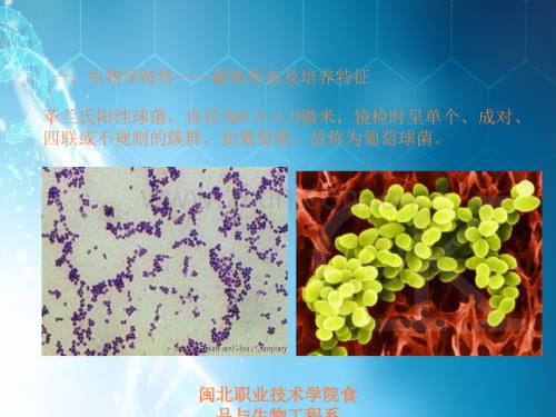 微生物-金黄色葡萄球菌.ppt