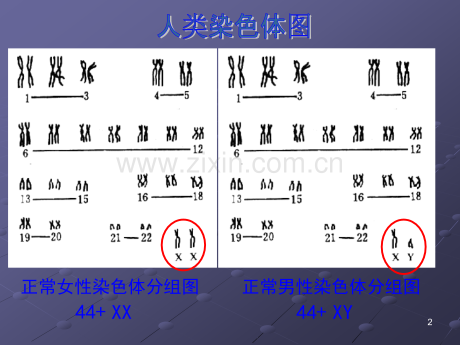 伴性遗传和人类遗传病.ppt_第2页