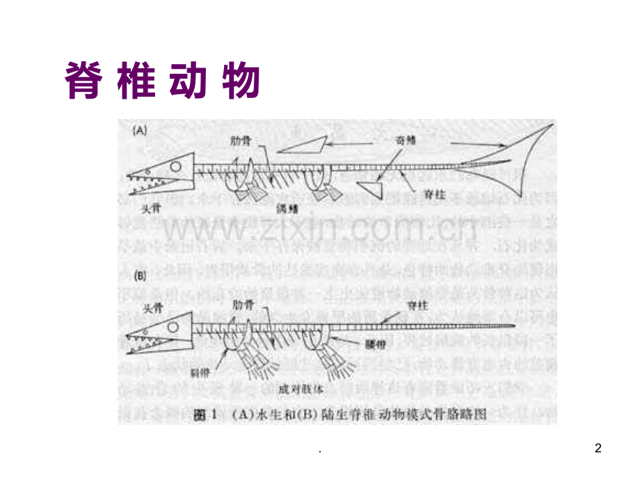 动物的主要类群--北师大版(2019年9月)PPT课件.ppt_第2页