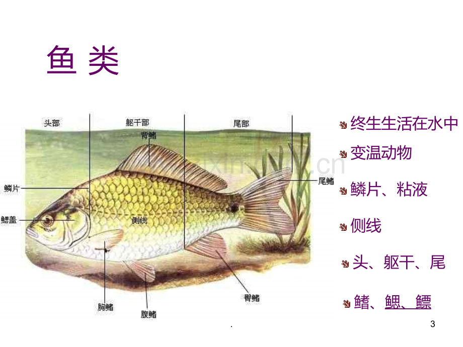 动物的主要类群--北师大版(2019年9月)PPT课件.ppt_第3页